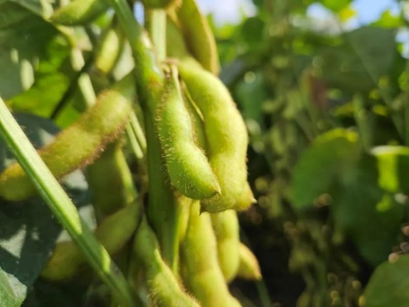 又是一年好“豐”景！衛(wèi)華數(shù)十萬(wàn)畝良田豐收在即！